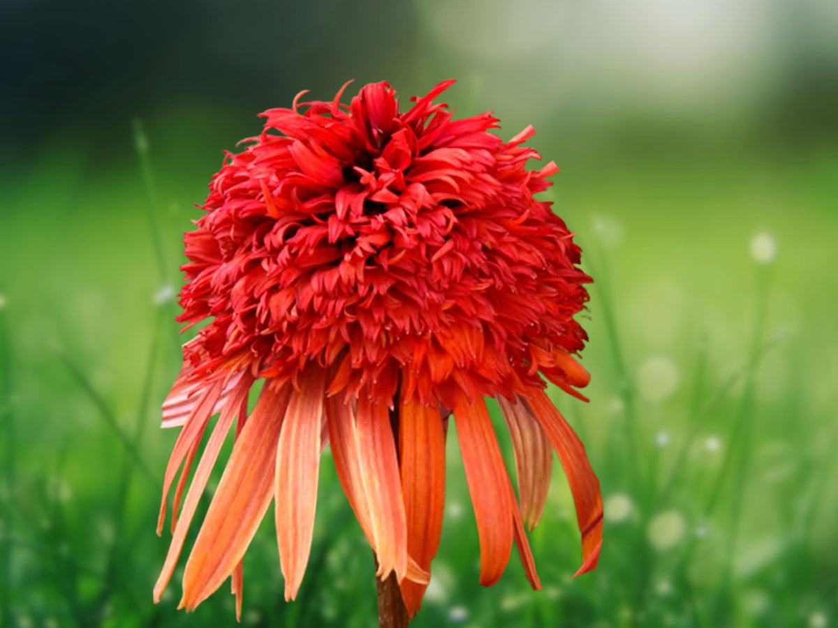 50 Orange Berry Coneflower Seeds - Echinacea Perennial Flower