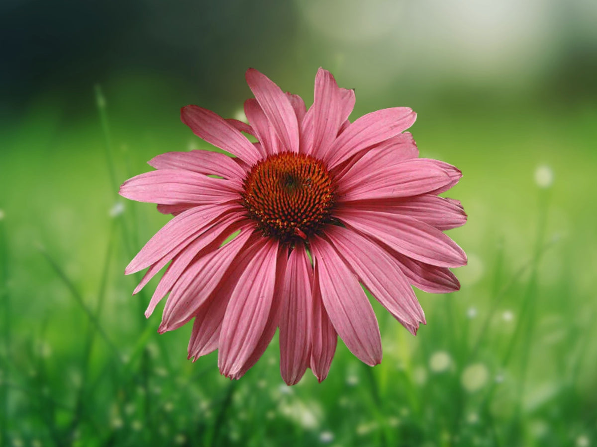 50 Deep Rose Coneflower Seeds - Echinacea Perennial Flower Seeds for Planting