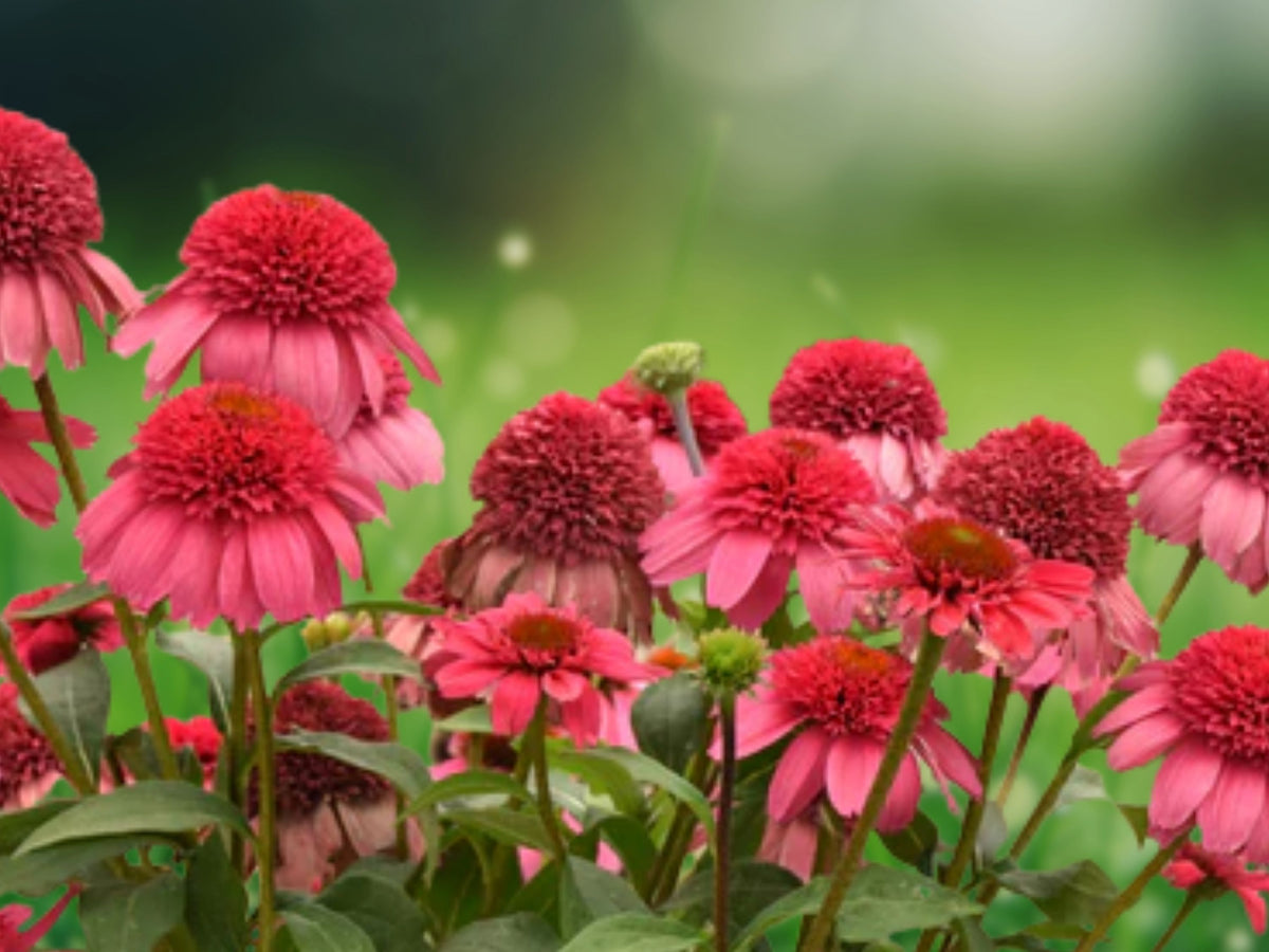50 Raspberry Beret Coneflower Seeds - Echinacea Perennial Flower