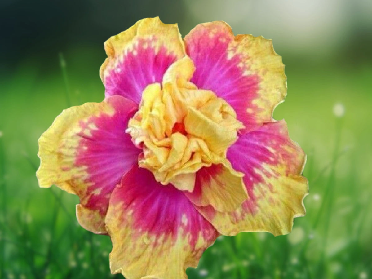 20 Double Pink Yellow Hibiscus Seeds – Hardy Exotic Perennial Flower Garden