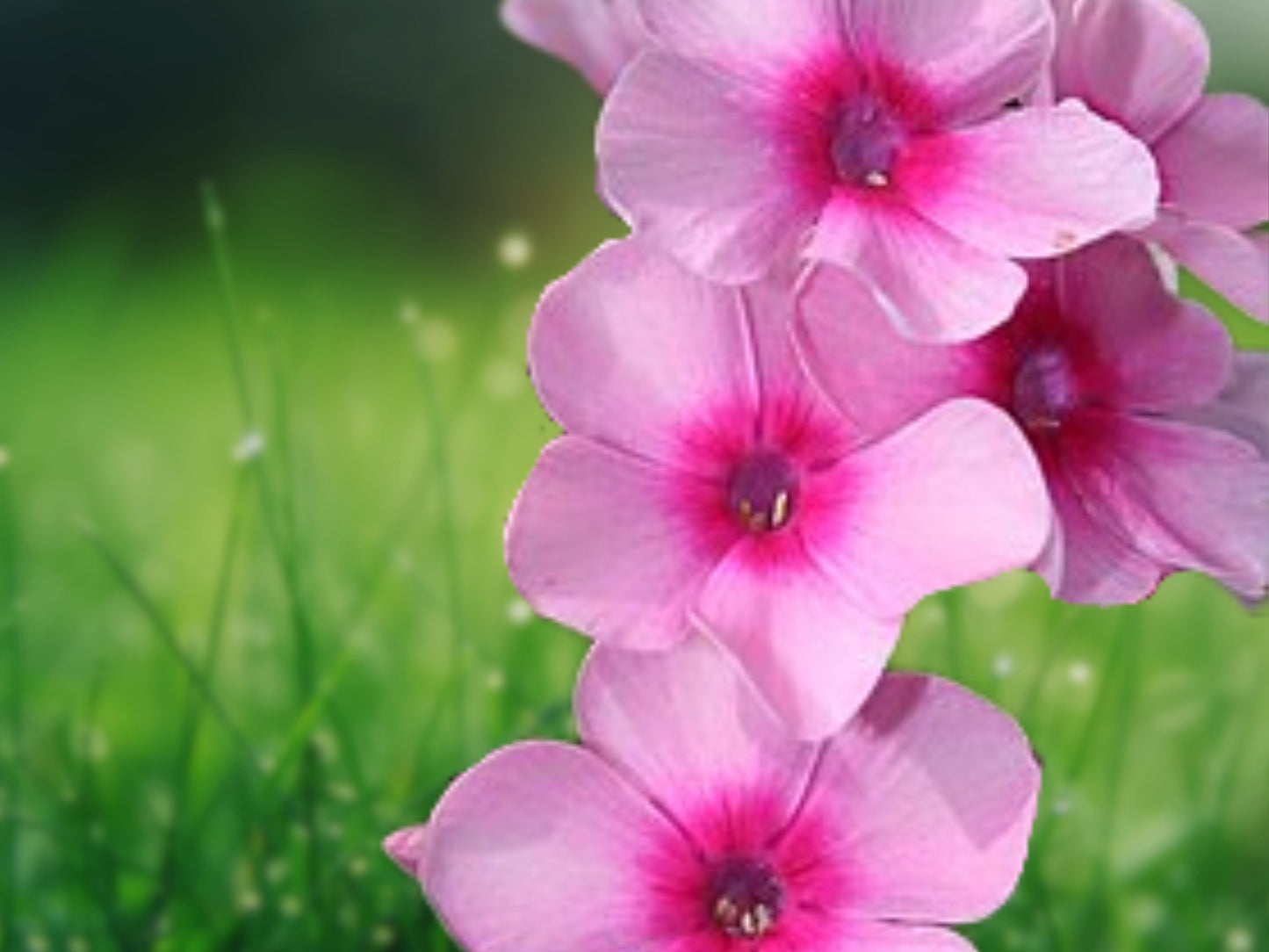 50 Rainbow Dance Phlox Seeds Flower Perennial Seed Flowers Butterfly