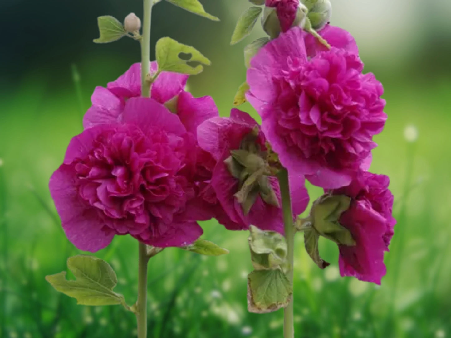 25 Seeds Double Purple Hollyhock Perennial Tall Flower Garden Plant