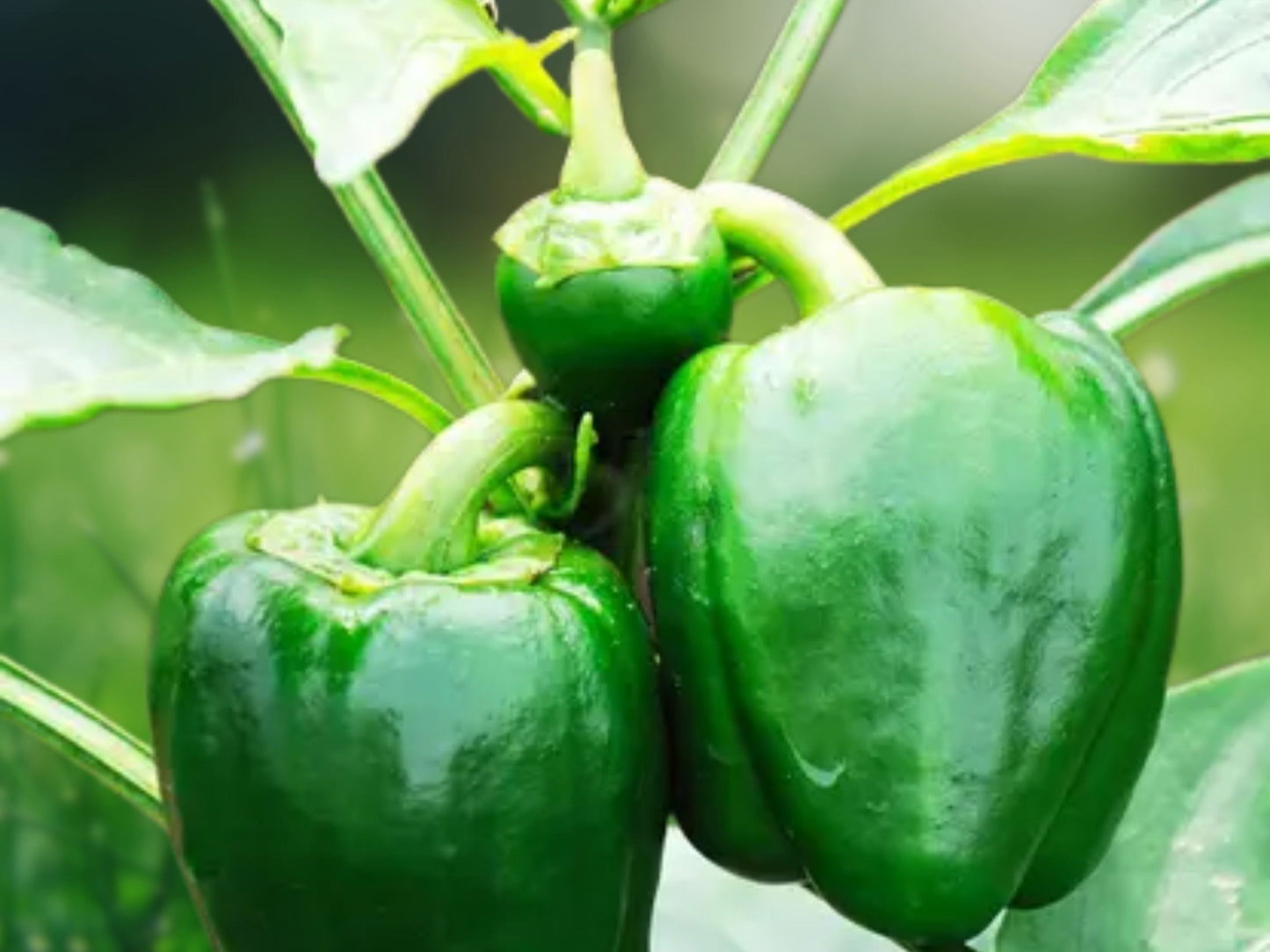 30+ Emerald Giant Bell Pepper Seeds - Sweet Heirloom Organic Non-GMO Vegetable Garden