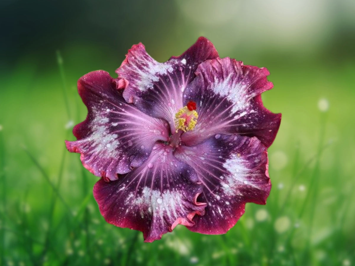 20 Silver Pink Purple Hibiscus Seeds – Perennial Flower Seeds for Planting