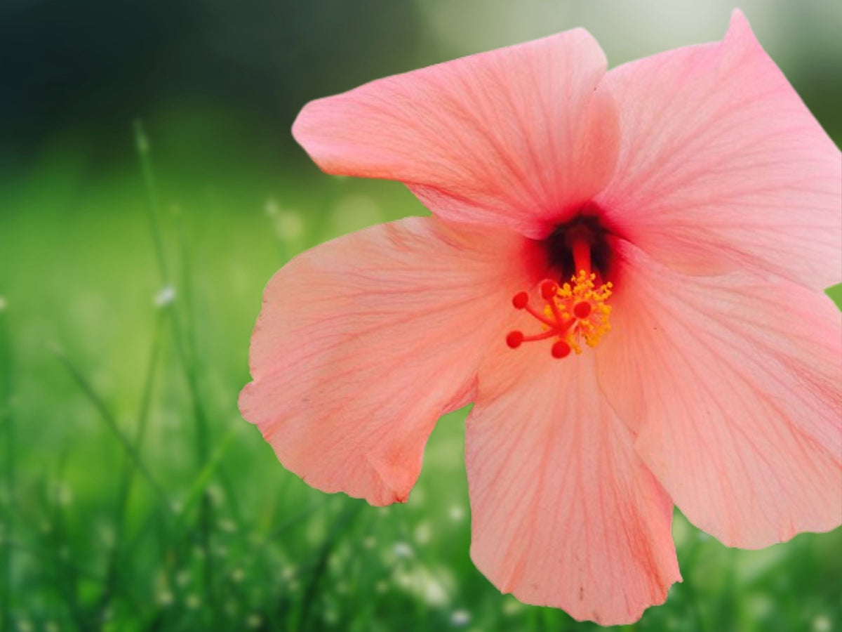 20 Salmon Pink Hibiscus Seeds – Perennial Flower Seeds for Planting