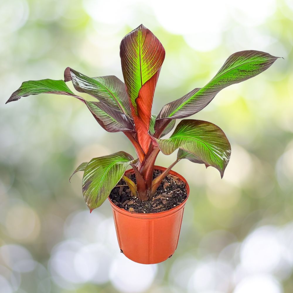 Passiflora edulis 'Possum Purple' - 1 Live Starter Plant 4-5 inch Tall - Tropical Passion Fruit Vine