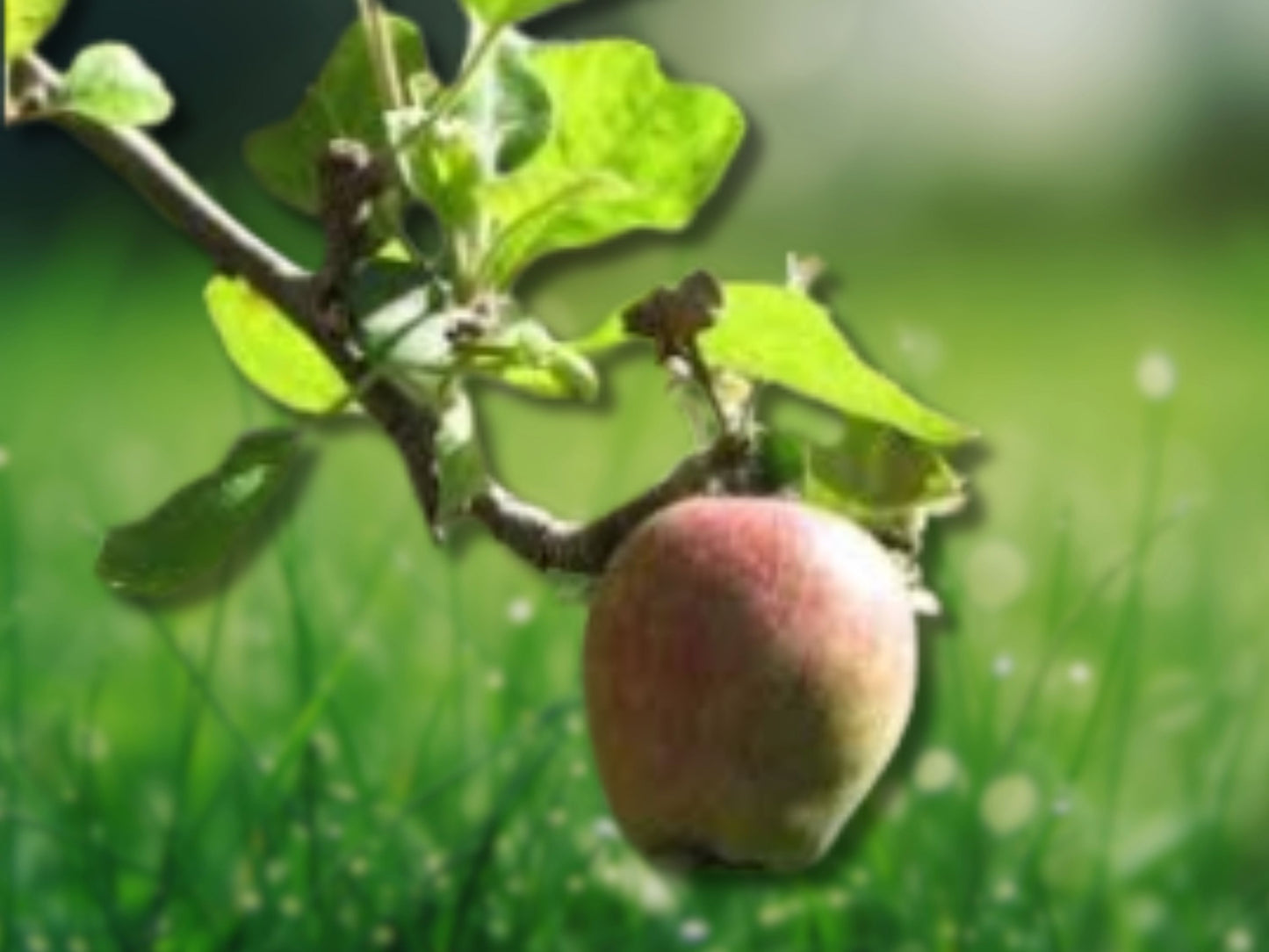 Rare Azadi Pomegranate Tree - Sweet & Productive Live Plant Fast Shipping