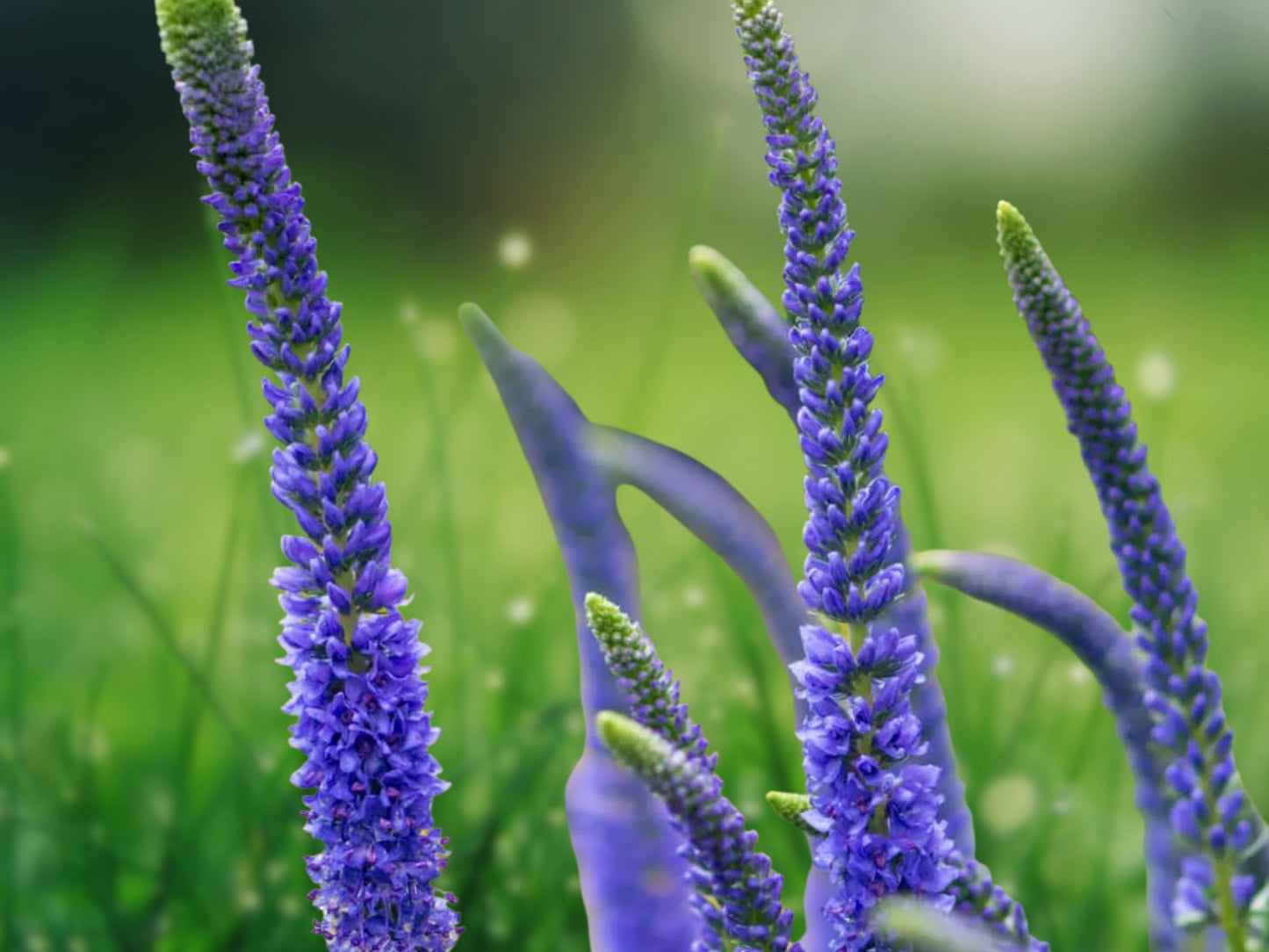 100 Blue Veronica Seeds Speedwell Royal Candle Perennial Flowers
