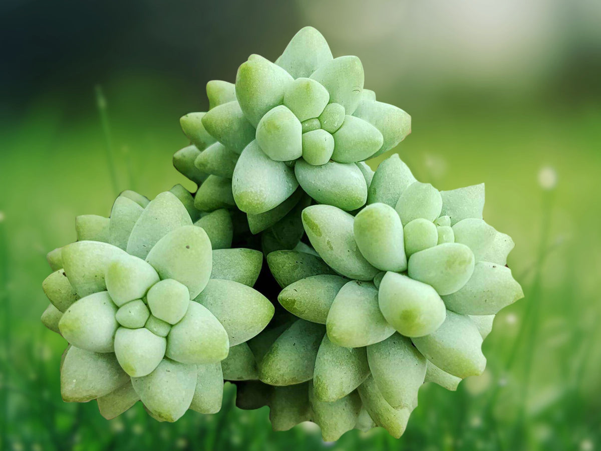 Sedum Burrito Donkey Tail Succulent Plant in 2.5 Inch Pot