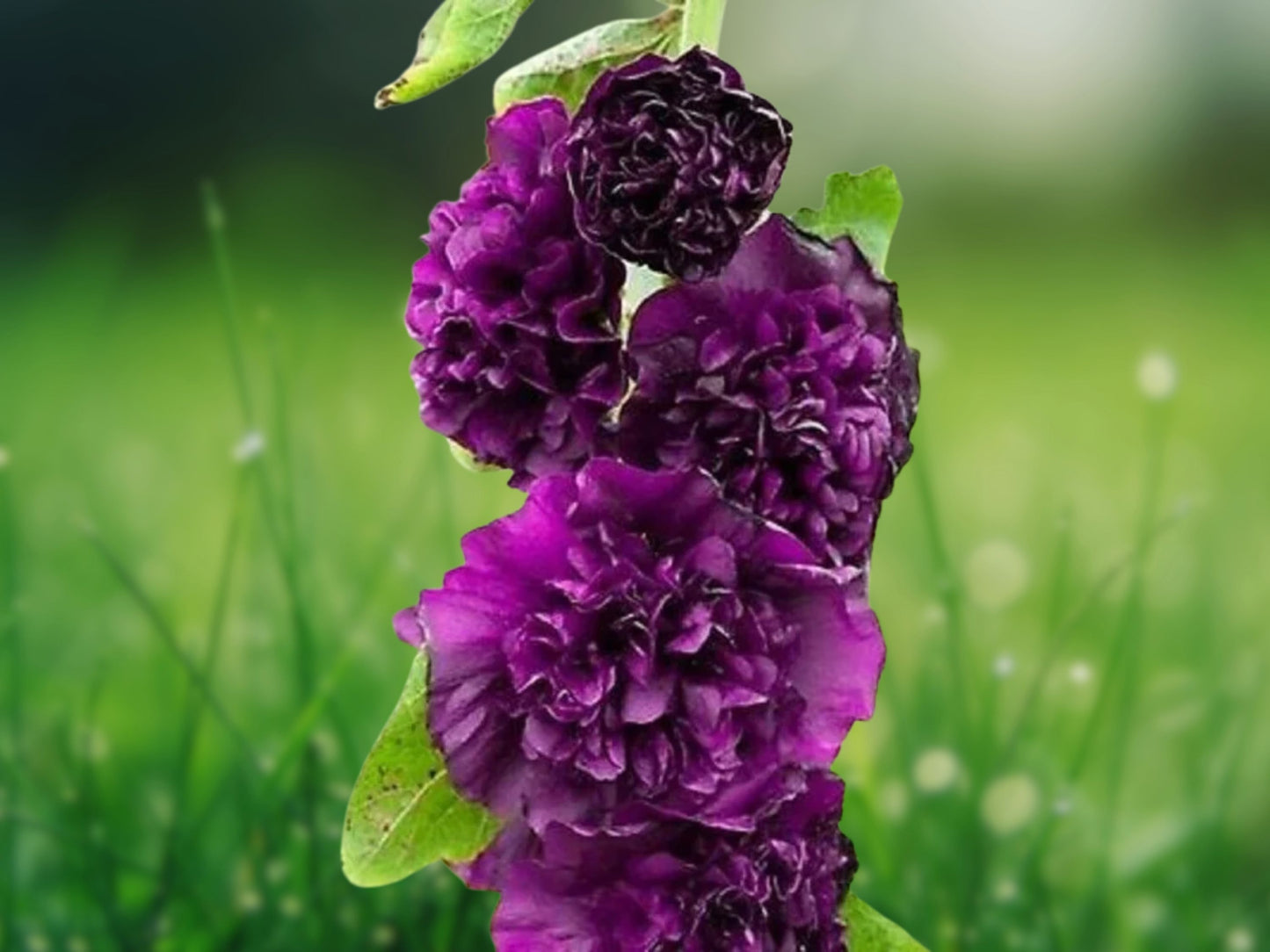 25 Seeds Hollyhock Double Dark Purple Perennial Flower | Cottage Garden Tall Blooms