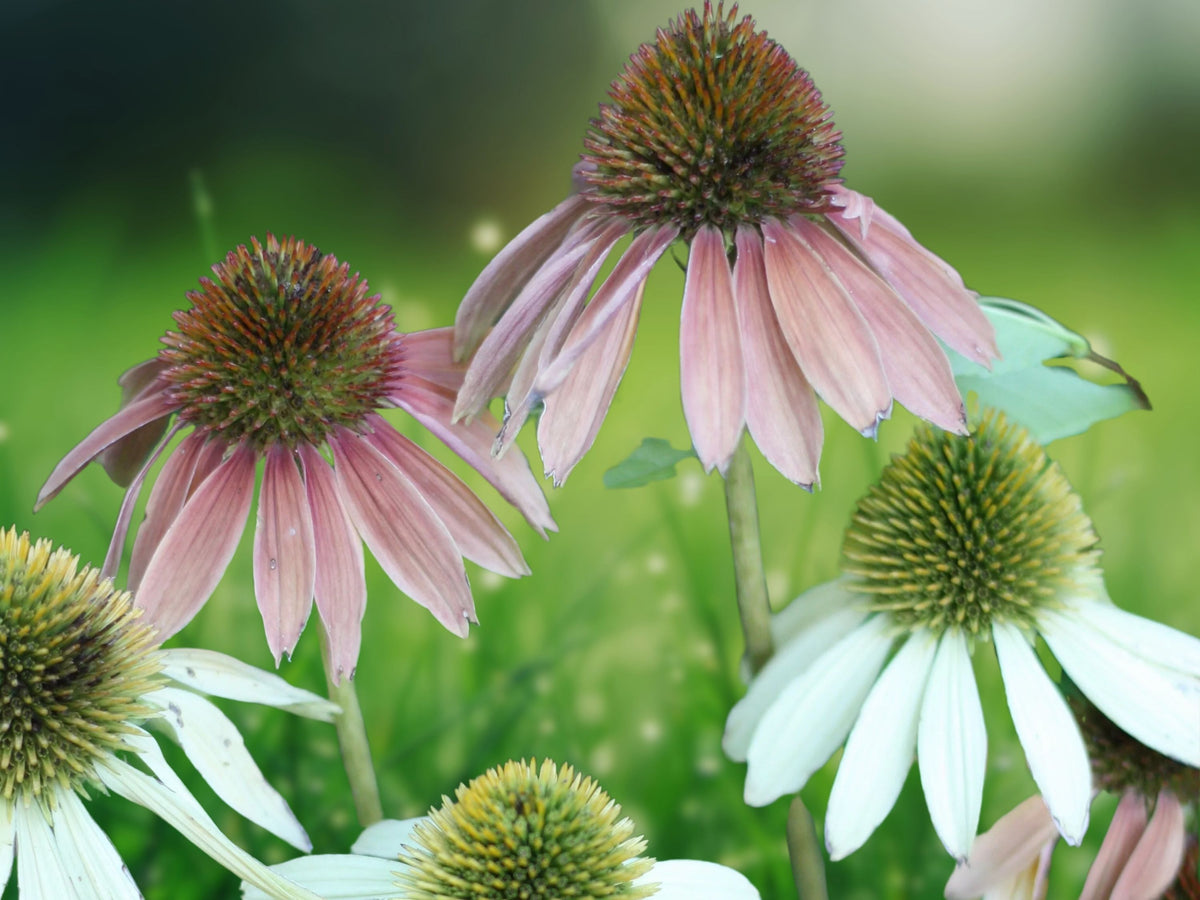 50 Lustre Mix Coneflower Seeds - Echinacea Perennial Flower Seeds