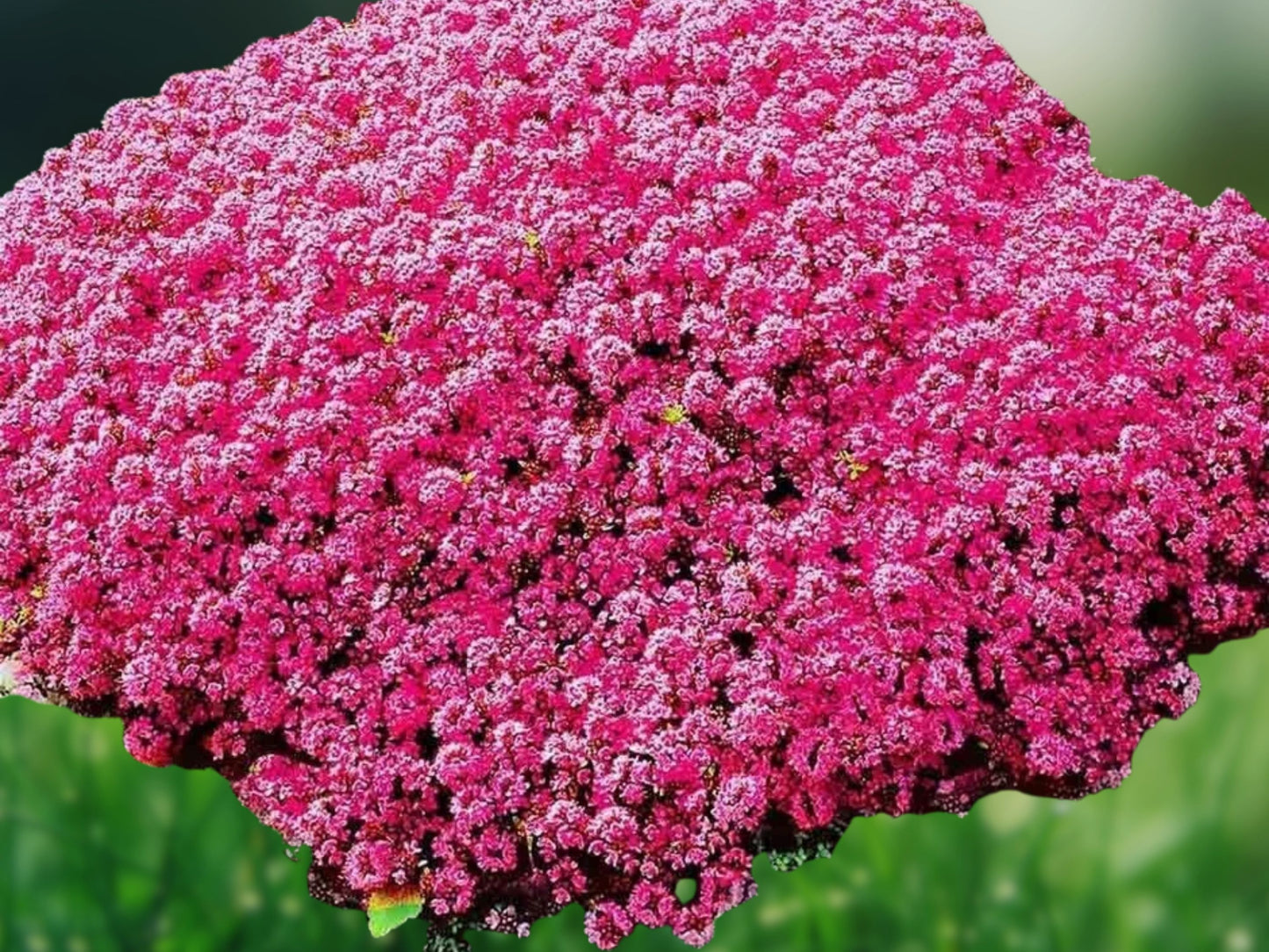 1000 Red Creeping Thyme Seeds - Ground Cover Perennial Herb - Non-GMO Fresh Seeds