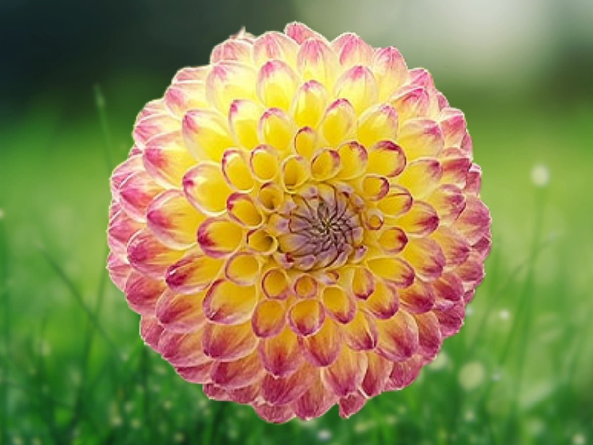 25 Jowey Arendal Dahlia Seeds - Perennial Flower Seeds for Planting