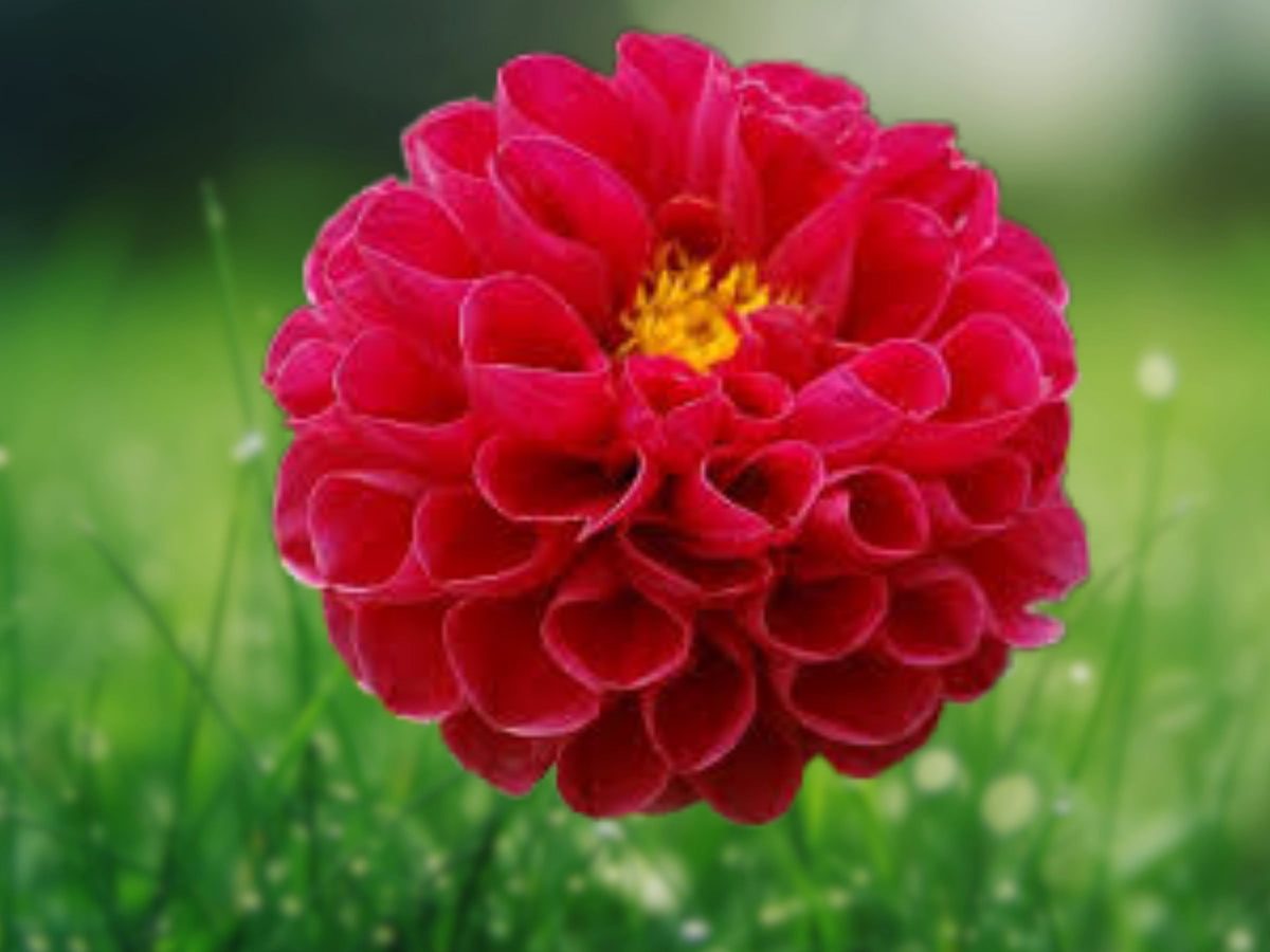 25 Midi Dahlia Seeds - Perennial Flowering Bloom Seeds