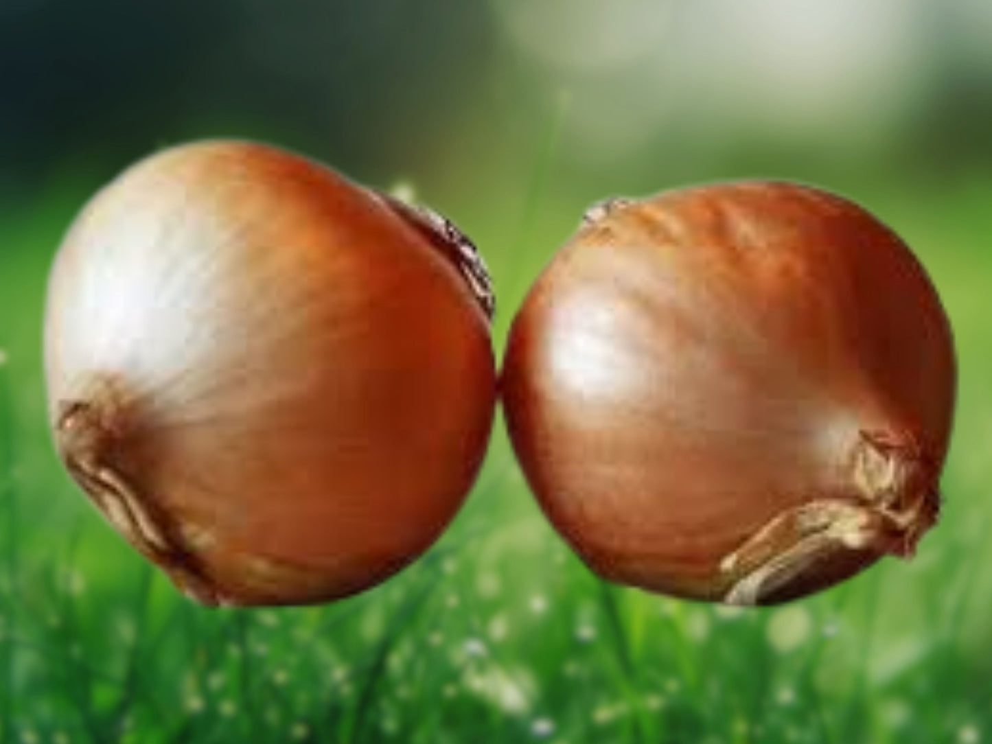 200+ Texas Early Grano Onion Seeds - Short Day Vegetable - Fast Shipping