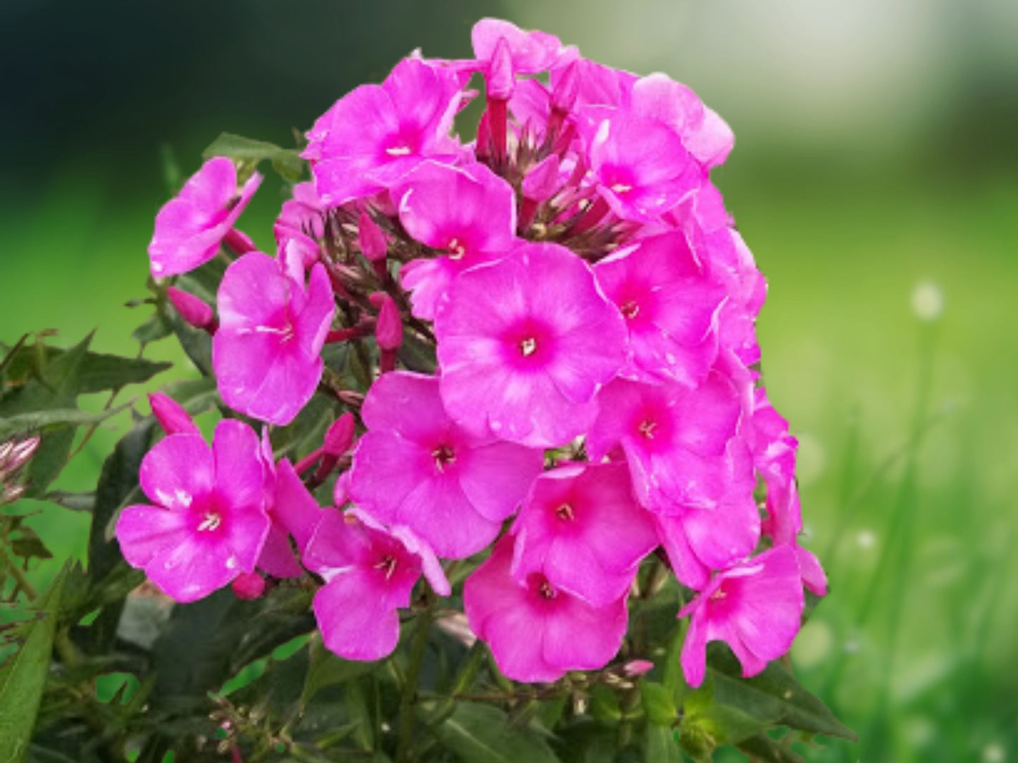 50 Bubblegum Pink Phlox Seeds Perennial Flower Butterfly Garden