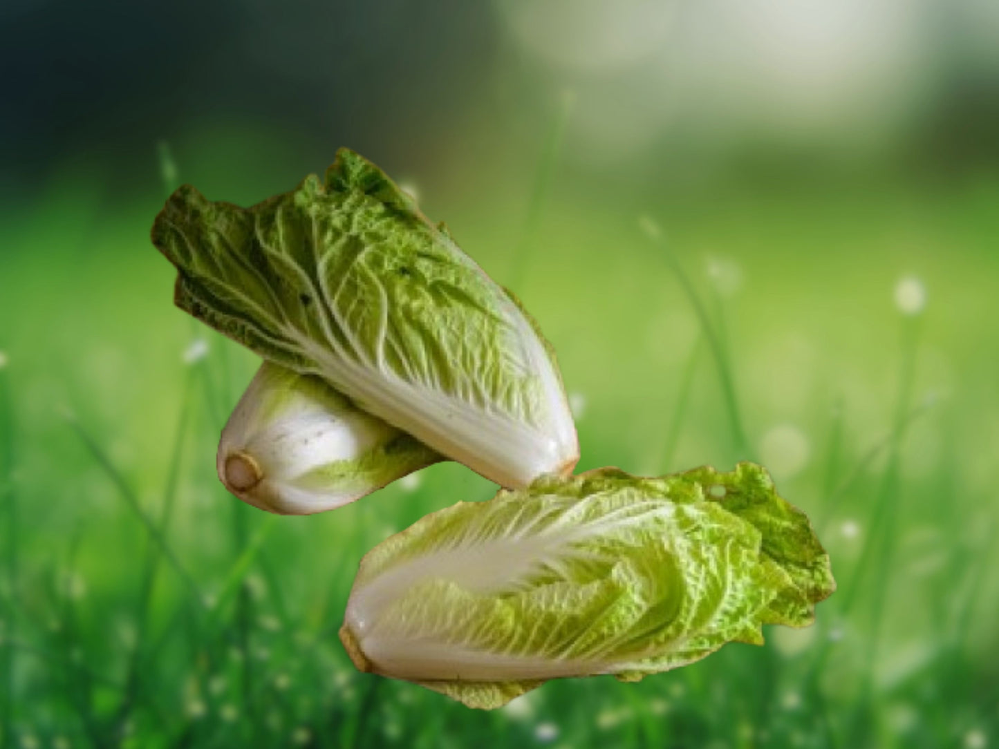 50+ Napa Michihili Cabbage Seeds | Non-GMO USA | Fast Shipping