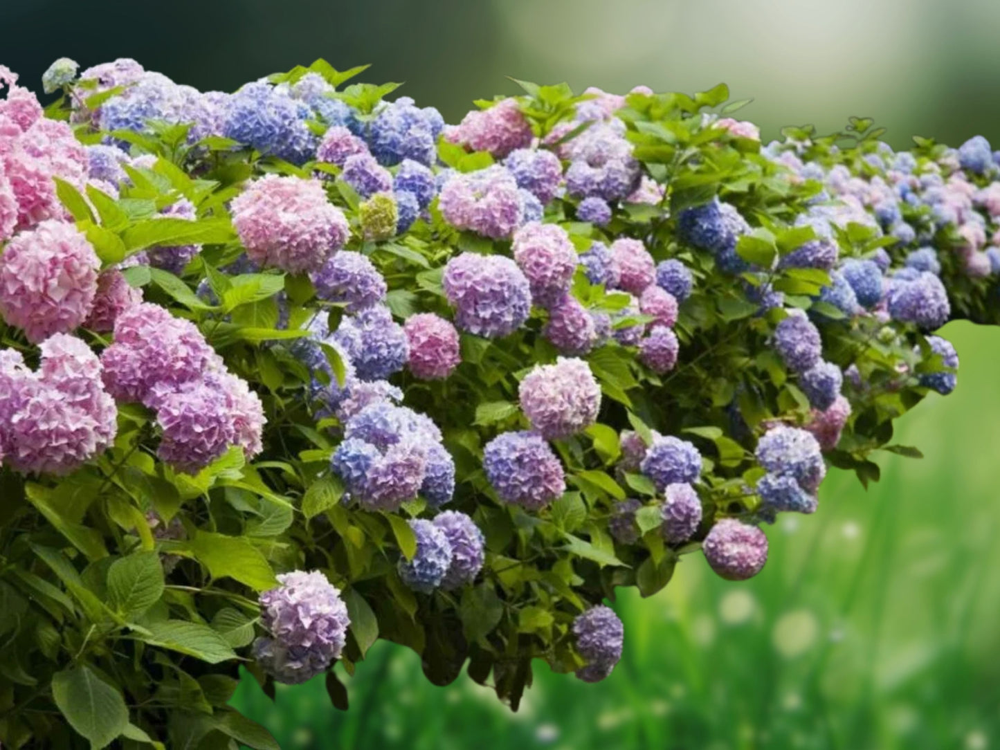 50 3-in-1 Hydrangea Seeds | Perennial Shrub Mix | Flowering Bush Seed