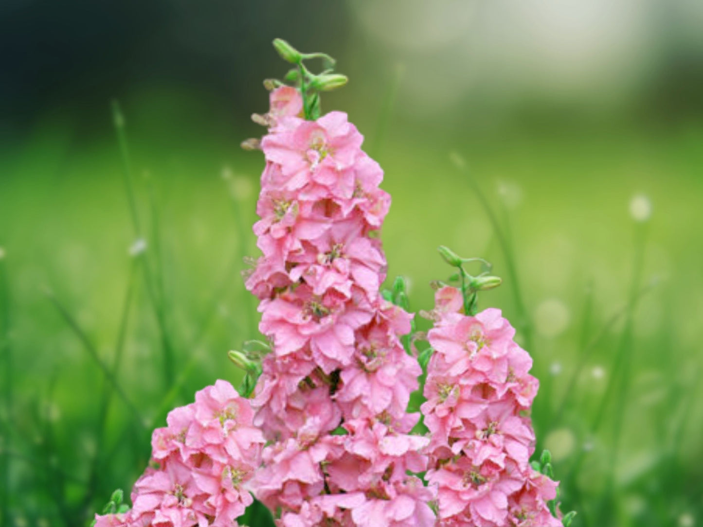 50 Salmon Delphinium Seeds Perennial Garden Flower Bloom Seed Flowers