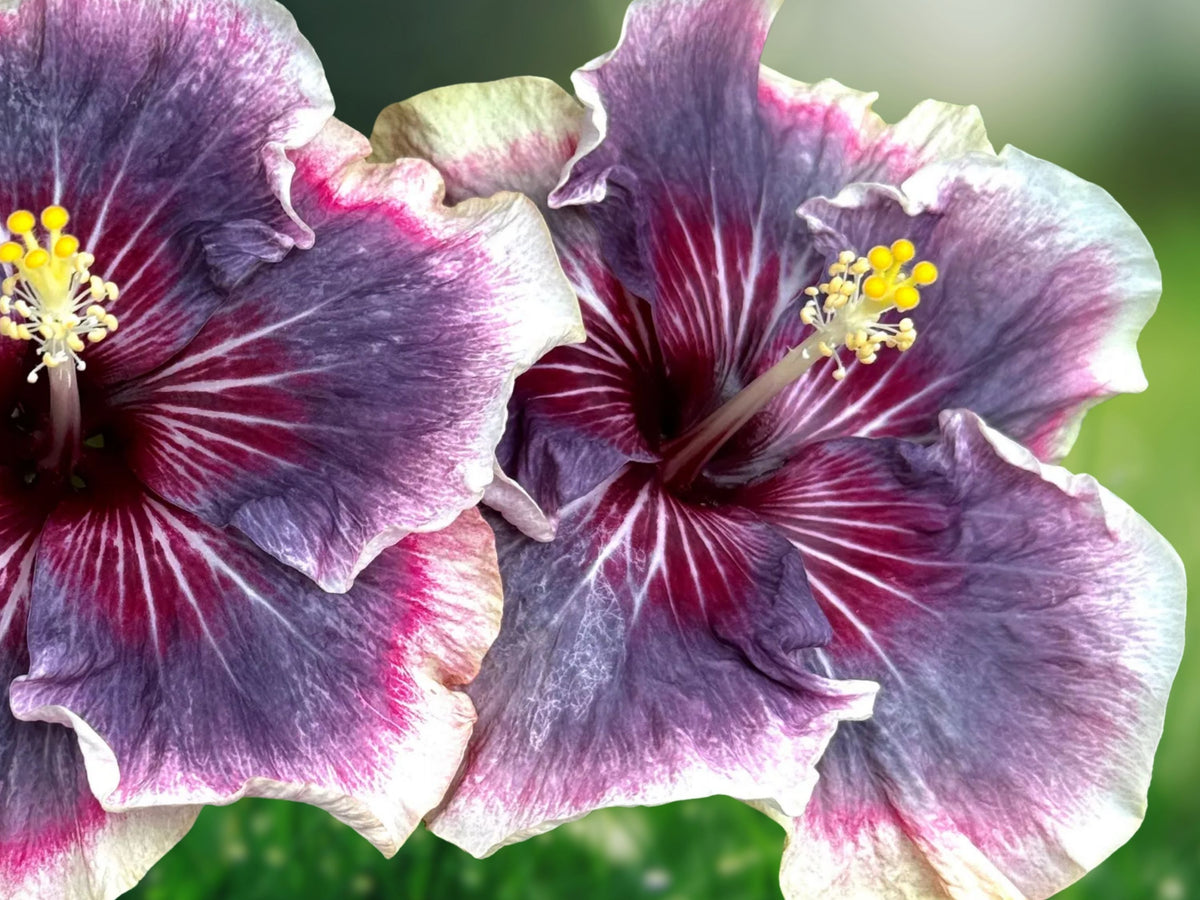 20 Cream Pink Purple Hibiscus Seeds – Perennial Flower Seeds for Planting