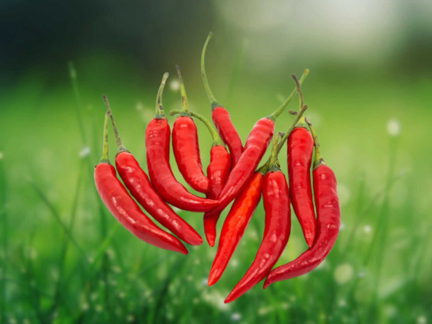 30+ Thai Hot Pepper Seeds Non-GMO Heirloom Fast Shipping