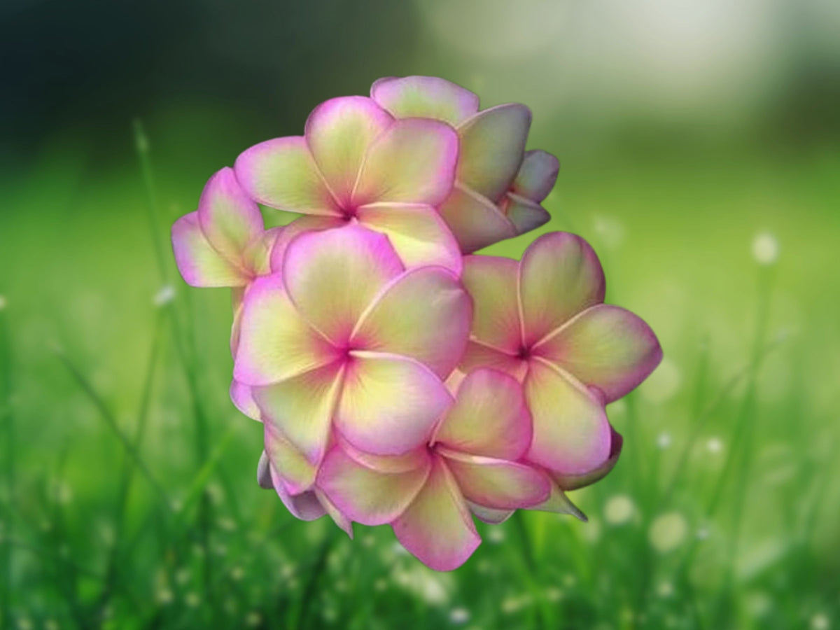 5 Light Pink Yellow Plumeria Seeds - Fragrant Perennial Flower Seeds