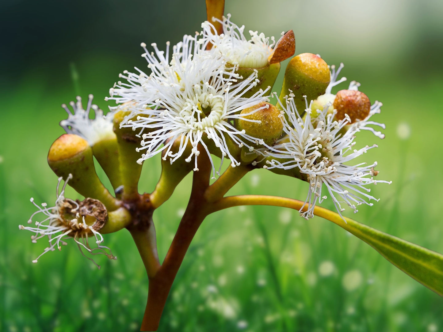 White Peppermint Eucalyptus Seeds - 50 Seeds, Perennial Tree Flower