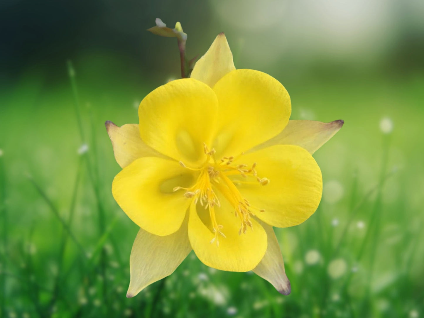 50 Yellow Columbine Seeds Perennial Flower Seed Bloom Aquilegia US Seller