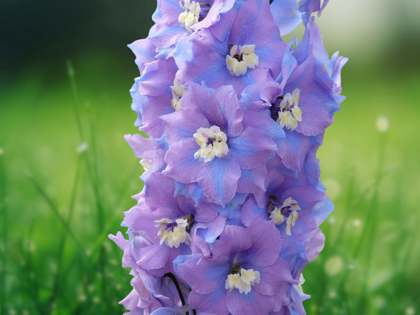 50 Fancy Delphinium Seeds Perennial Garden Flower Bloom Seed Flowers 758 USA