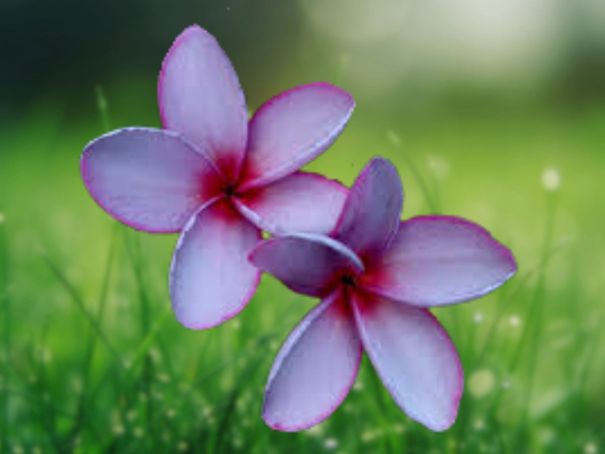 5 Light Purple Pink Plumeria Seeds - Perennial Flowering Plant