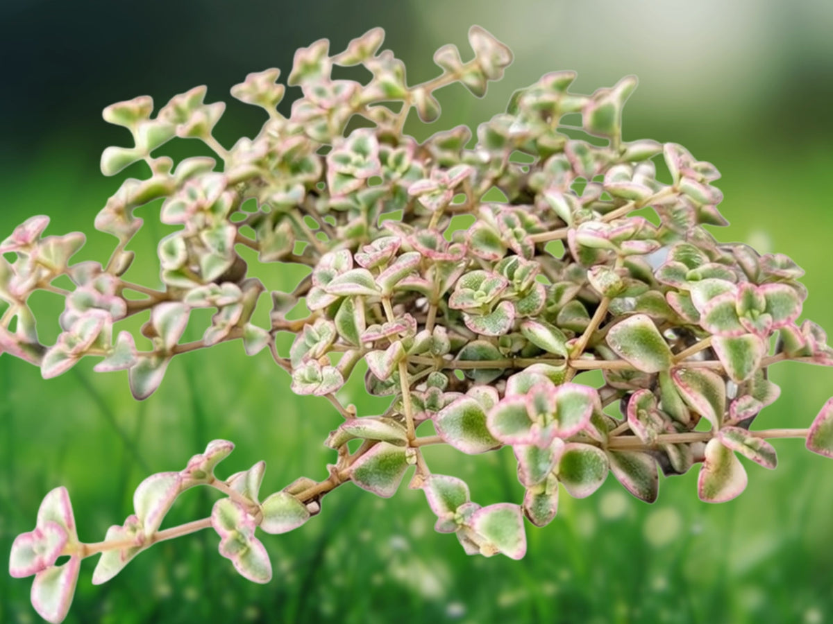 Sedum 'Little Missy' Succulent Plant in 2 Inch Pot