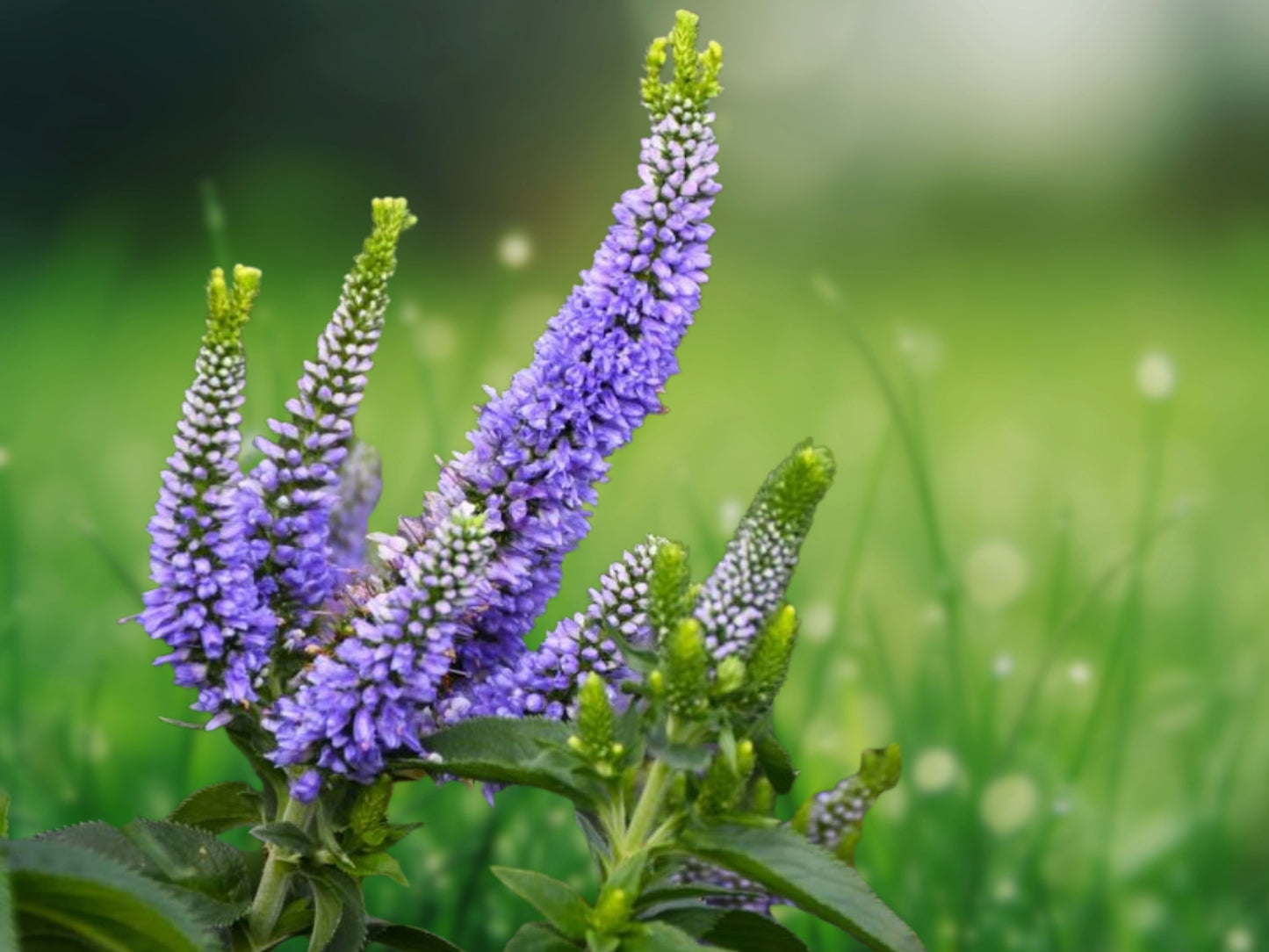 100 Purple Veronica Seeds Speedwell Royal Candle Flower Perennial Flowers