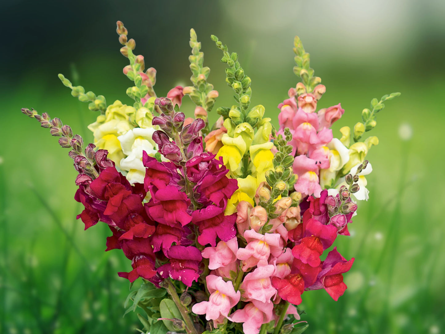 3000 Snapdragon Seeds Tetra Mix, Multi Color Blooms, Bees Butterflies