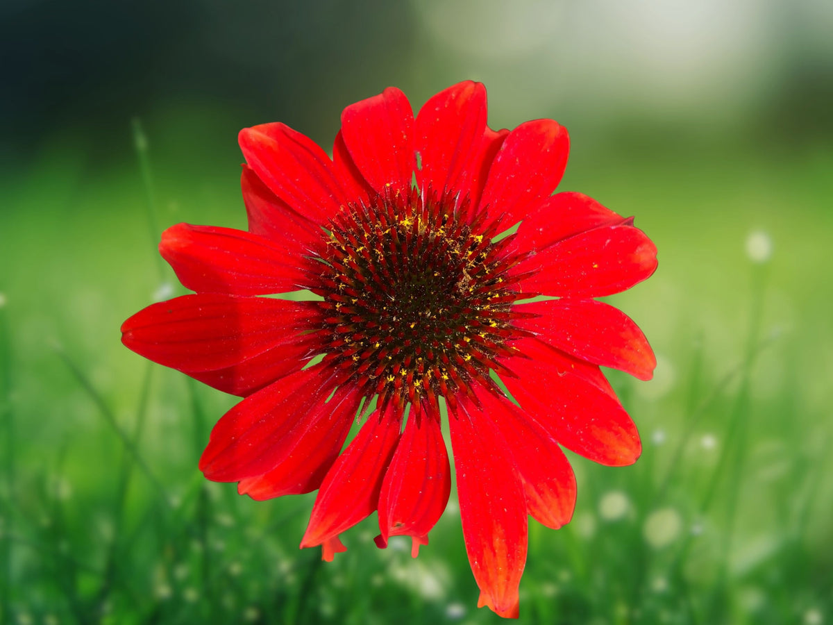 50 Sangrita Coneflower Seeds - Echinacea Perennial Flower Seeds for Planting