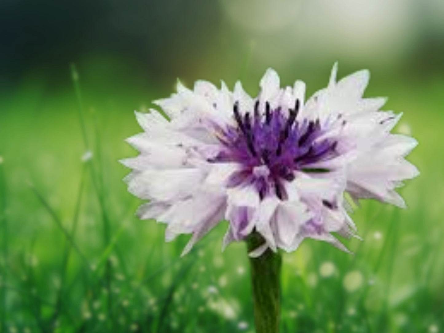 50 White Blue Bachelor's Button Seeds Annual Seed Flower Flowers Garden 617 USA