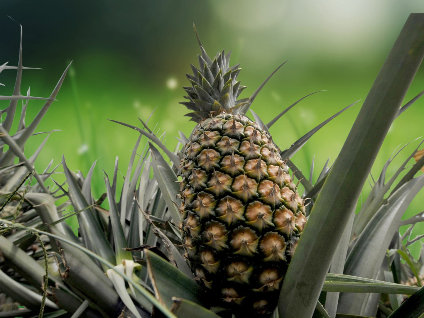 Sugar Loaf Pineapple Plant - Live Edible Fruit Starter Plant, 1 Plant