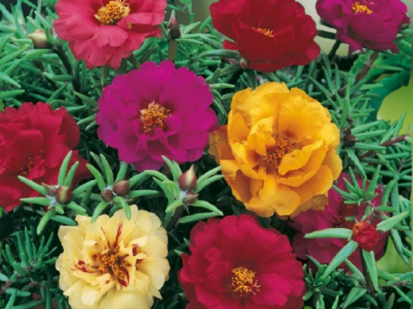 100 Dark Mix Moss Rose Seeds | Portulaca Grandiflora Perennial Bloom Flower Seeds | Drought Tolerant Ground Cover