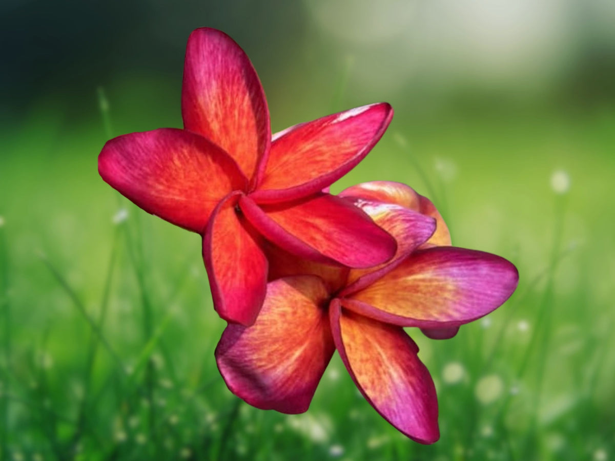 5 Dark Pink Orange Plumeria Seeds for Planting - Fragrant Tropical Flower