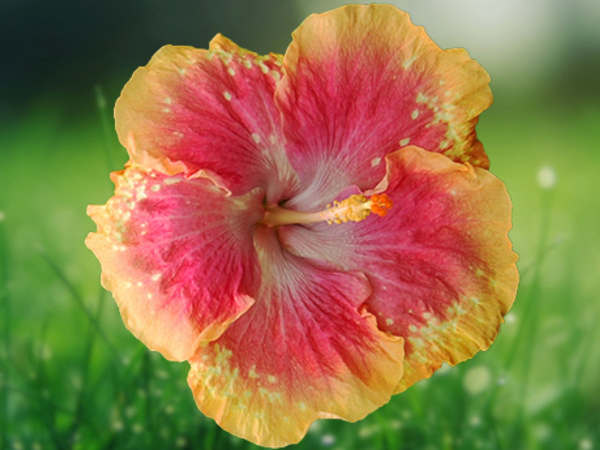 20 Pink Yellow Hibiscus Seeds – Perennial Flower Seeds for Planting