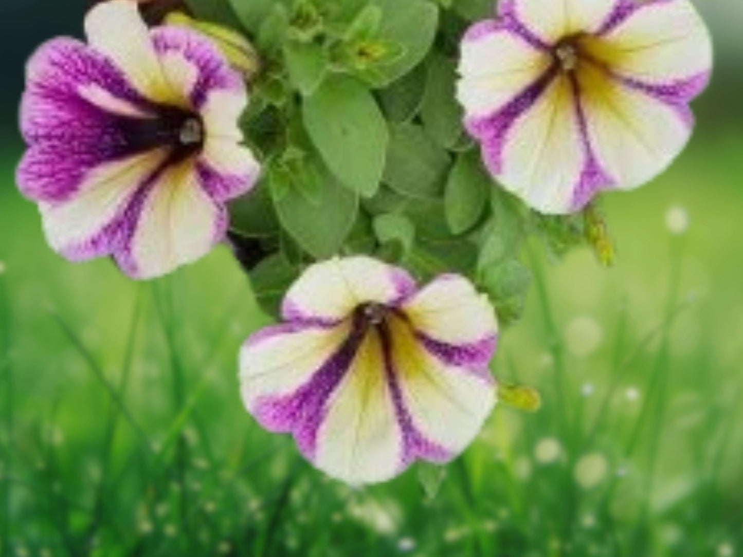 50 Yellow Purple White Petunia Seeds - Mixed Rainbow Petunia Perennial Flower Seeds for Planting