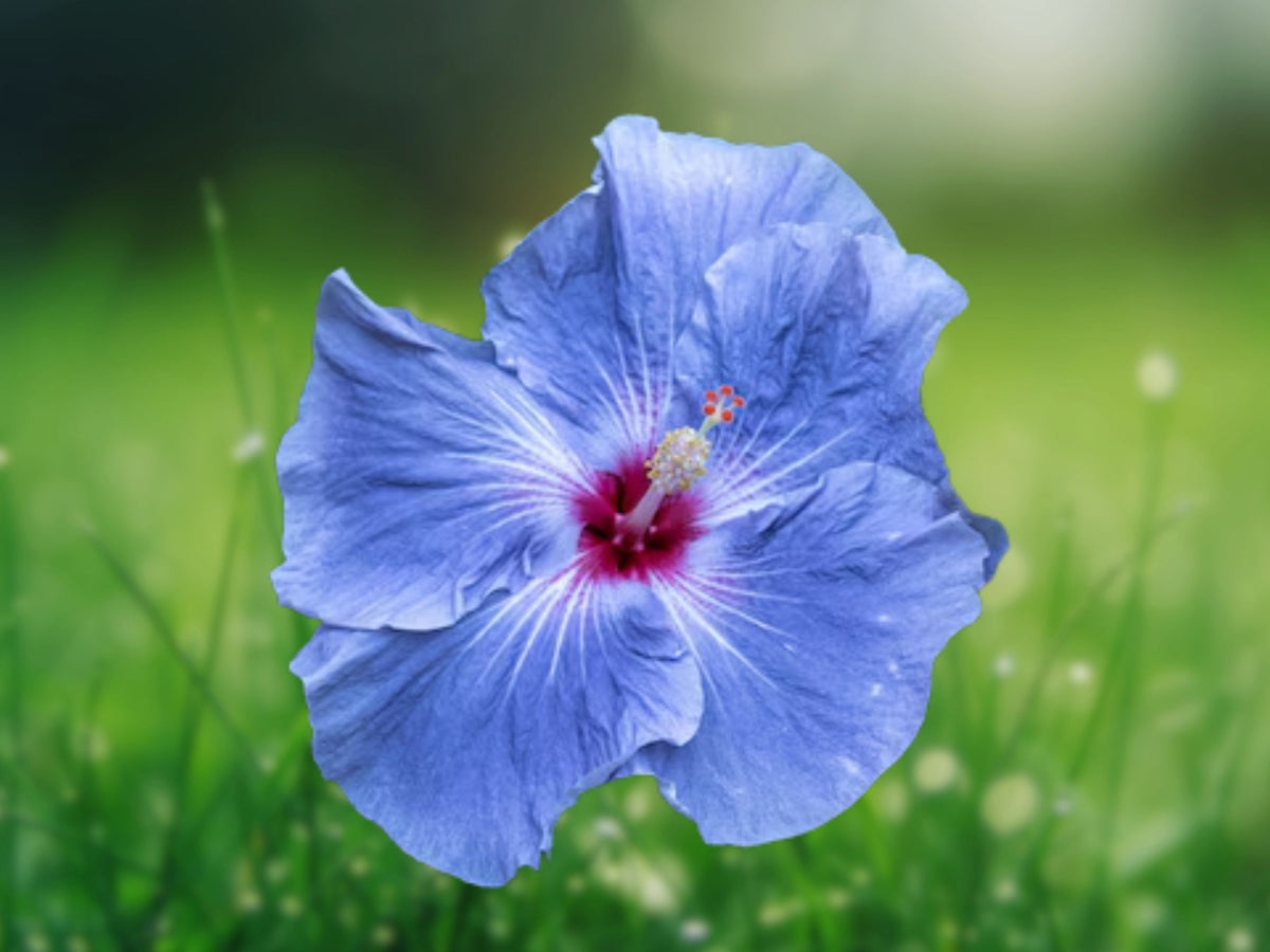 20 Blue Silver Hibiscus Seeds – Perennial Flower Seeds for Planting