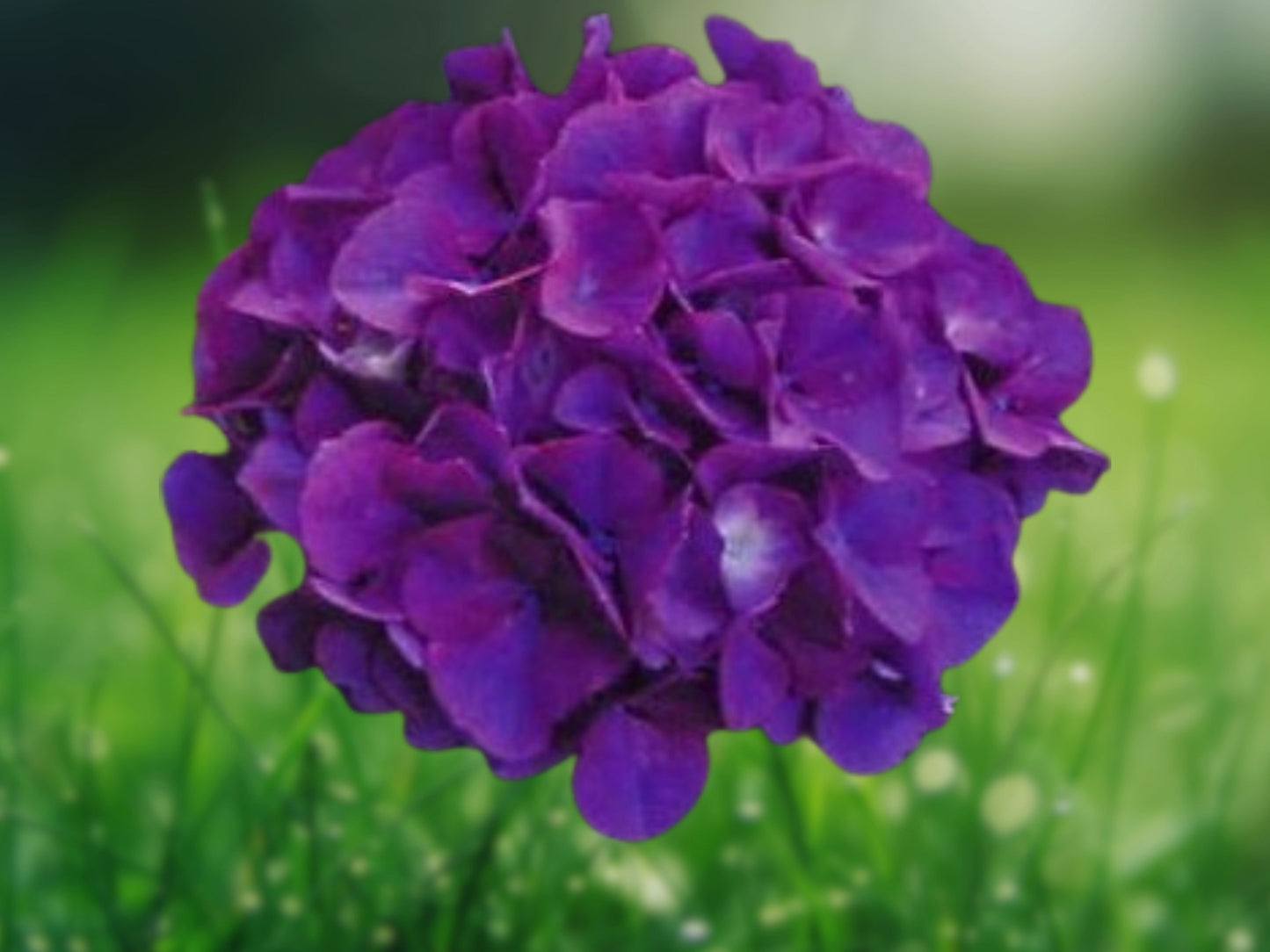 5 Dark Purple Hydrangea Seeds | Hydrangea Macrophylla | Perennial Flowering Shrub | Hardy Garden Plant