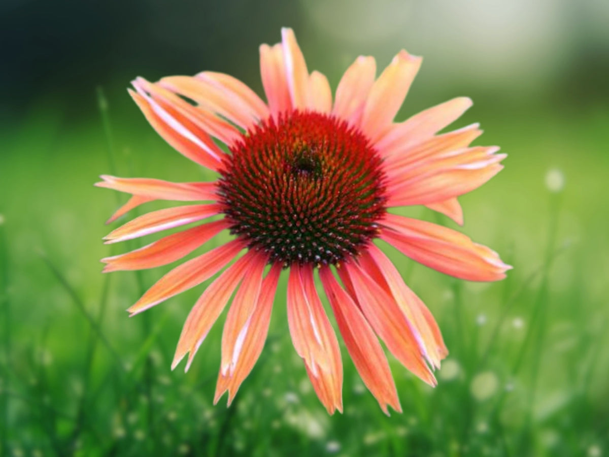 50 Sunset Coneflower Seeds – Echinacea Perennial Flower Seeds for Planting