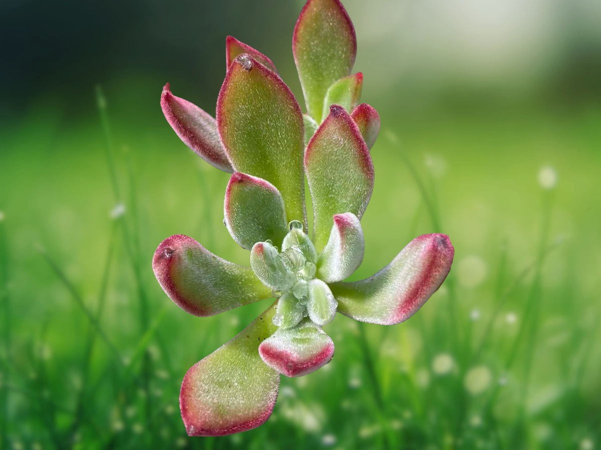 Echeveria 'Pulv-Oliver' Red Echeveria Succulent Plant in 2 Inch Pot