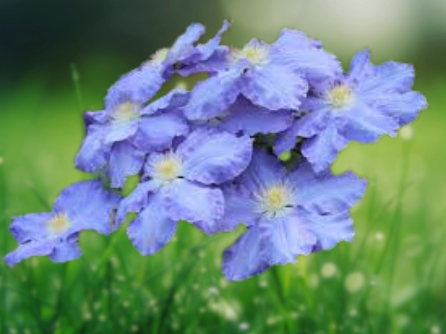25 Blue Clematis Seeds - Climbing Perennial Flowers, Bloom, Vine, Trellis Plant