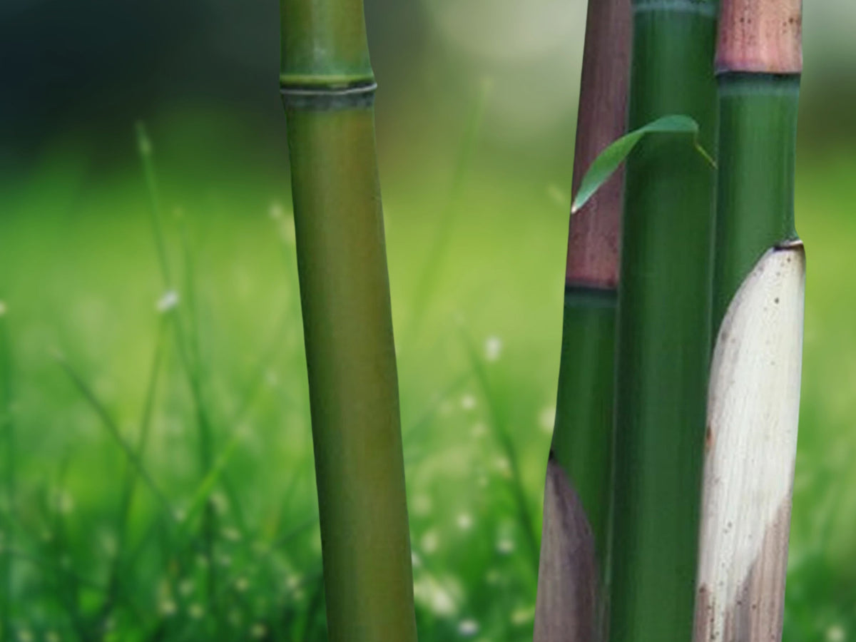 50 Red Margin Bamboo Seeds - Clumping Privacy Screen & Shade Plant