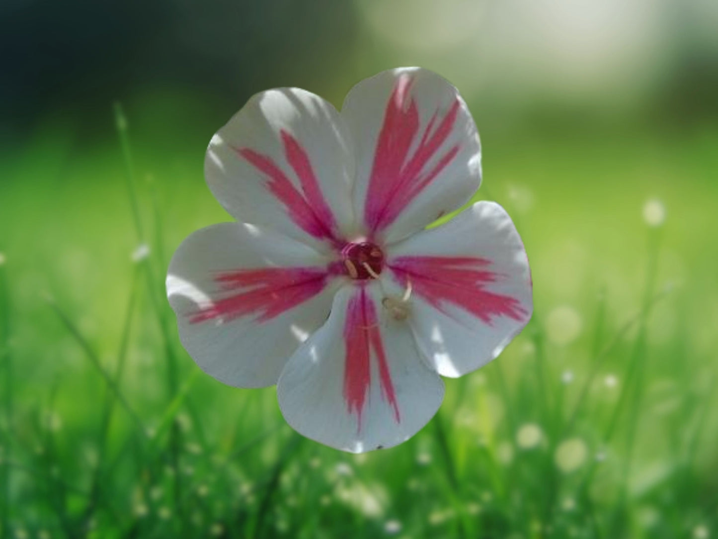50 Twister Phlox Seeds Perennial Butterfly Flower Attract Pollinators