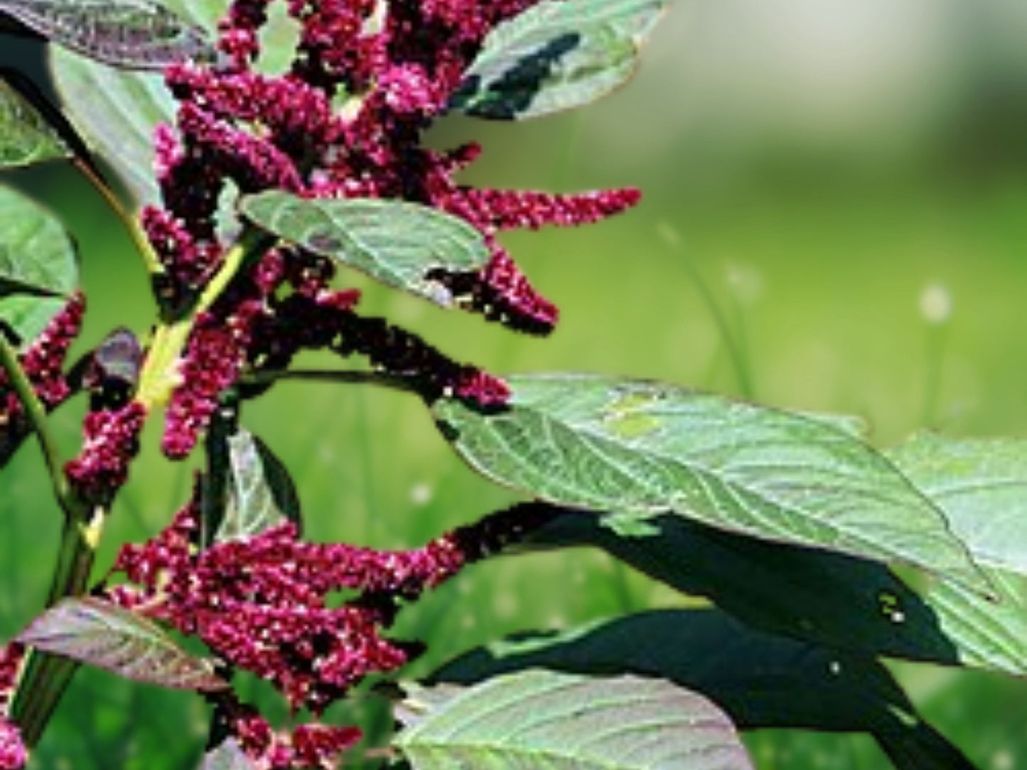 500 Pygmy Torch Amaranthus Seeds - Amaranthus caudatus Compact Red Flowering Plant