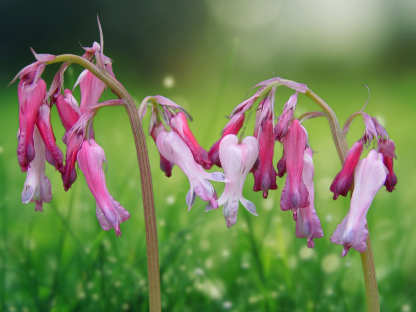 25 Seeds Fringed Bleeding Heart Dicentra Spectabilis Shade Perennial Flower Garden