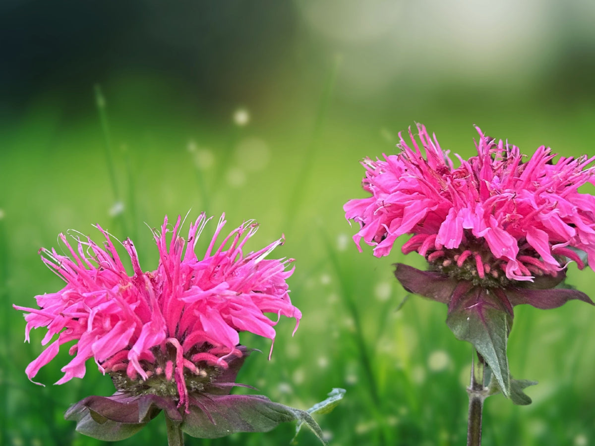100 Fireball Bee Balm Seeds - Monarda Flower Seeds for Planting